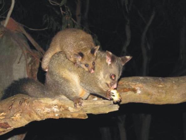 Bimbi Park - Camping Under Koalas Cape Otway Exterior photo